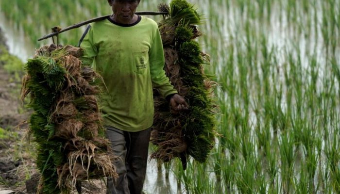 BPS Temukan 5,81 Persen Rumah Tangga Petani Kaltim Masih Hidup Miskin