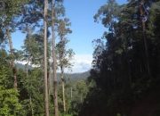 Tutupan Hutan Kaltim Capai 62 Persen, Menjadi Benteng Ekologi di Tengah Industri